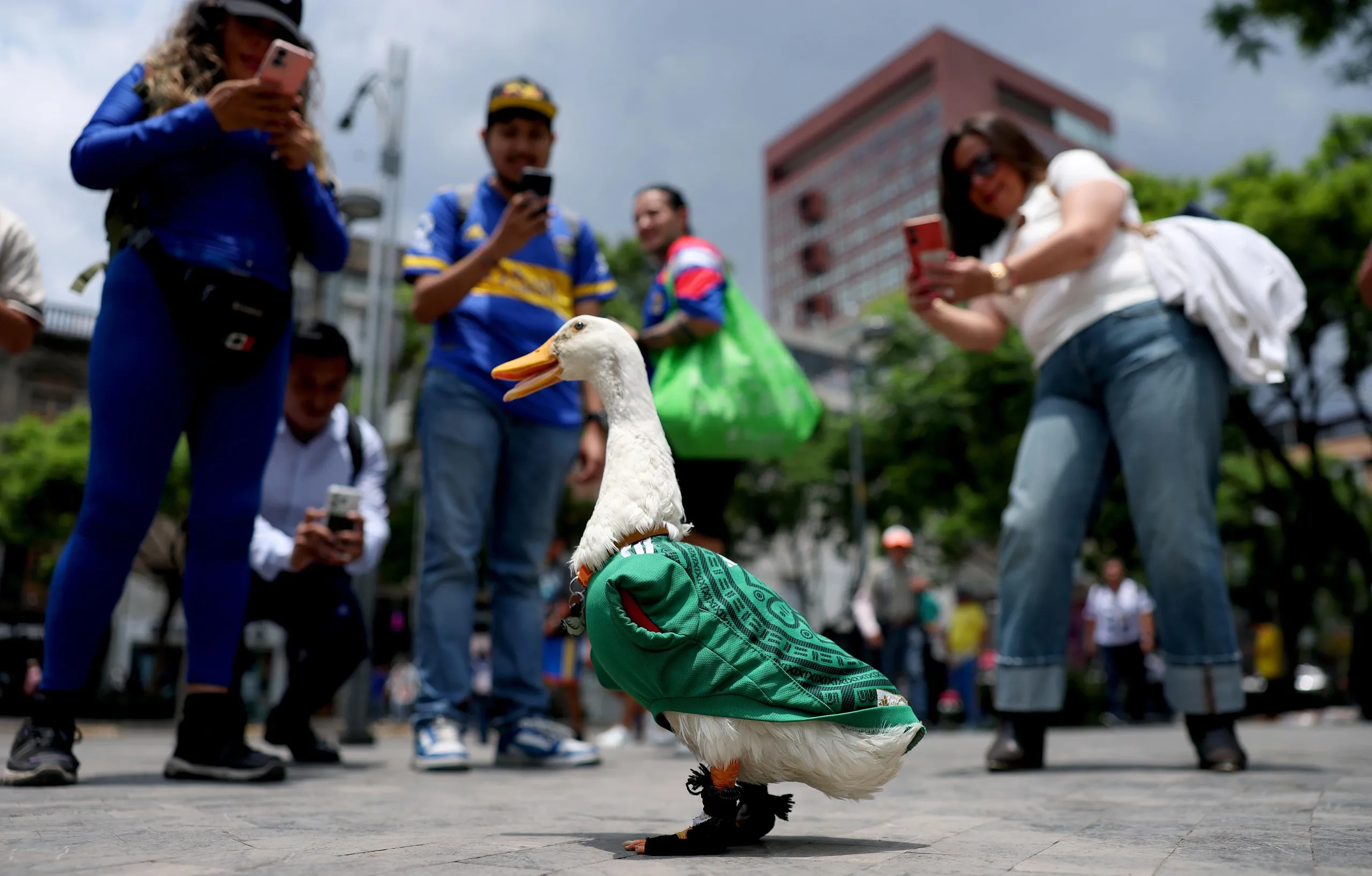 Merlín the duck shows his true colours in Mexico City